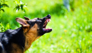 dog-barking